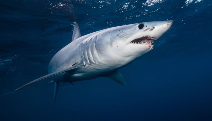Pakistan Launches 10-Year National Plan to Protect Sharks